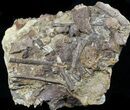 x Edmontosaurus (Hadrosaur) Bones In Rock - Wyoming #56763-1